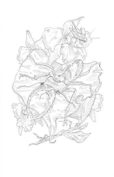 樹葉上甲蟲的墨蹟畫 - ryan in a 幅插畫檔、美工圖案、卡  通及圖標