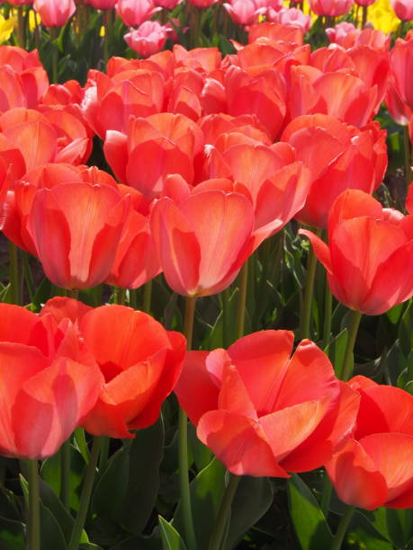 Tulipe - Photo