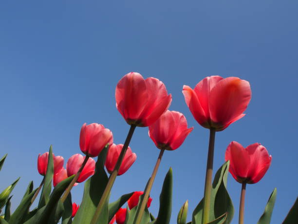 Tulipe - Photo