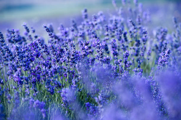 istock Lavender flowers - Sunset over a summer purple lavender field. 1134165583