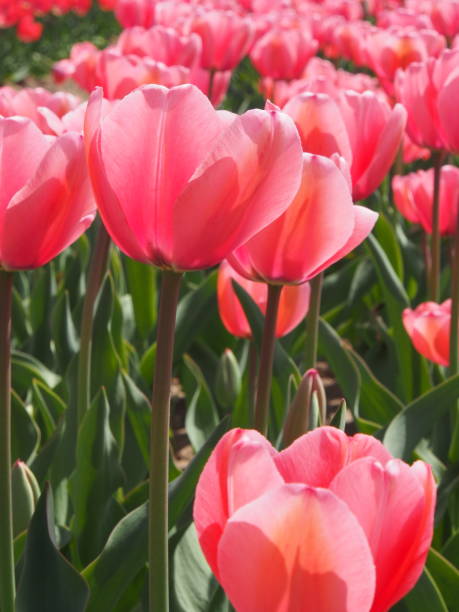 Tulipe - Photo