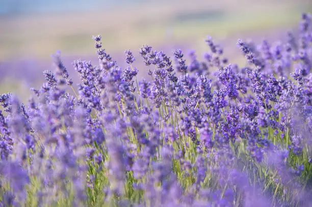 Lavender flowers - Sunset over a summer purple lavender field.