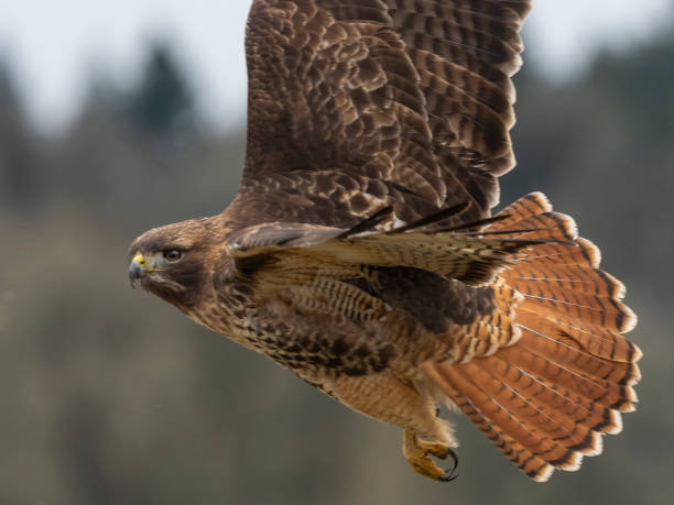 istock Red-tailed Hawk Flying Close-up Bright Tail Feathers Pacific Northwest 1134165675