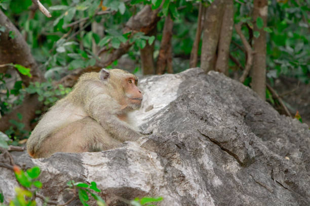 istock Wild Macaque on a rock in a national park 1134166365