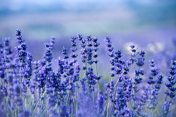 istock Lavender flowers - Sunset over a summer purple lavender field. 1134166376