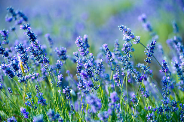 istock Lavender flowers - Sunset over a summer purple lavender field. 1134166400