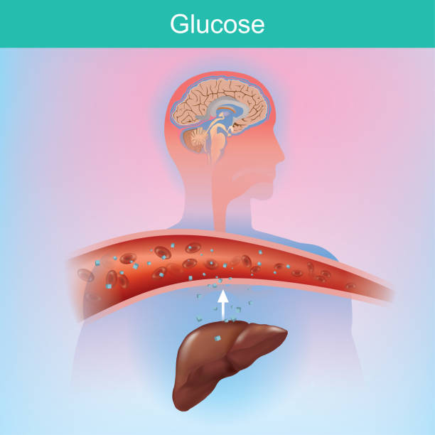 グルコースは、体が肝臓から化学プロセスによって自然に作成する糖です。.グルコースは様々な細胞にとって重要である。特に脳で - hyperglycemia点のイラスト素材／クリップアート素材／マンガ素材／アイコン素材