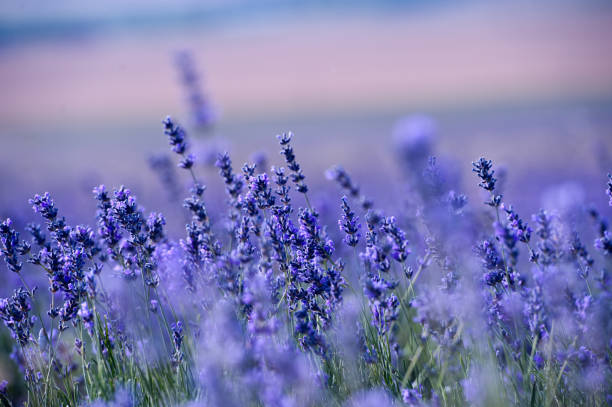 istock Lavender flowers - Sunset over a summer purple lavender field. 1134166480