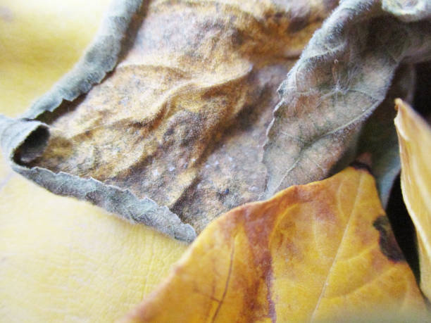 istock Autumn fall leaves on white isolated background 1134168851