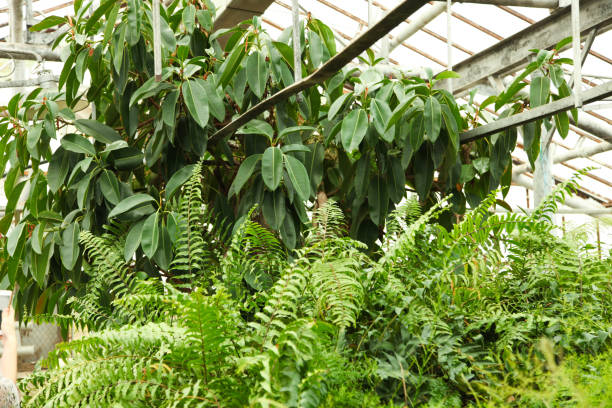 istock exotic tropical plants in greenhouse 1134172726