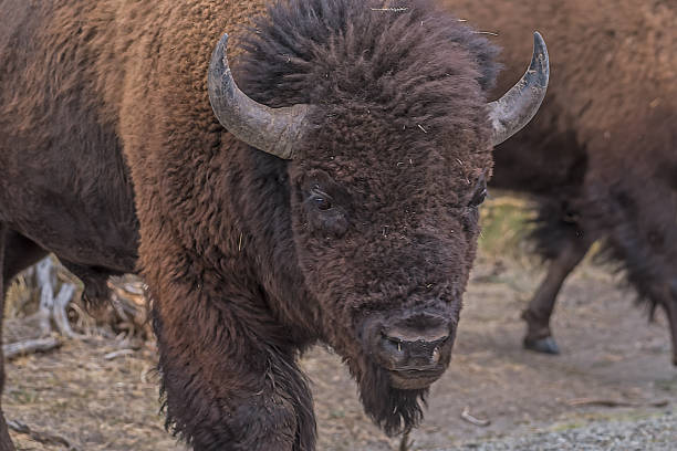 istock Bison bulls rutting (matting) in autumn in Yellowstone 1134172786