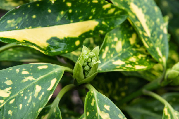 istock Spotted Laurel Flower Buds in Winter 1134173035