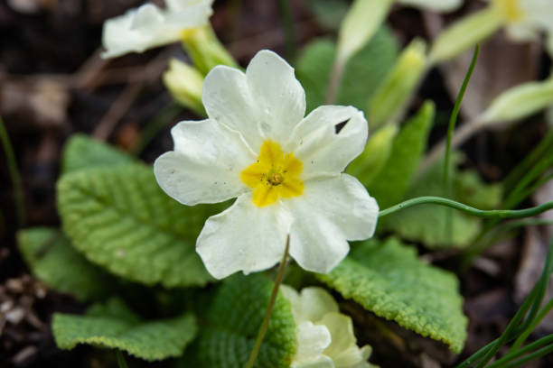 istock White Primrose in Bloom in Winter 1134173620