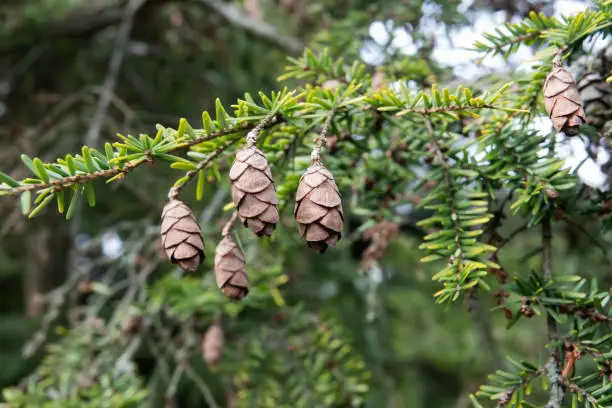 Western hemlock (Tsuga heterophylla) cones in winter.