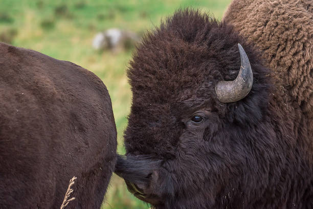 istock Bison bulls rutting (matting) in autumn in Yellowstone 1134177642