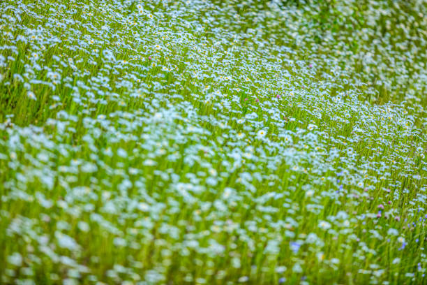 Meadow wildflowers in Banff National Park in the Canadian Rockies