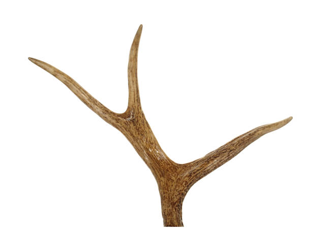 istock wild animal horn isolated on white background 1134177742