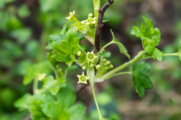 istock Wolf's Currant Flowers in Bloom in Winter 1134179414