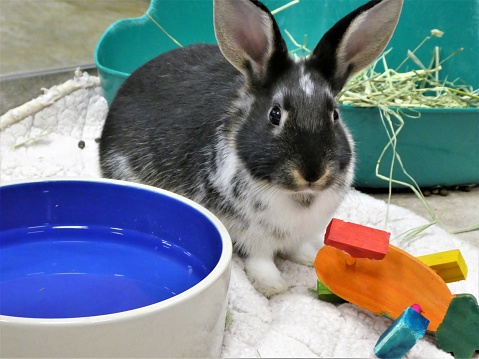 A black and white rabbit looking up sitting next to a blue water dish and animal toy
