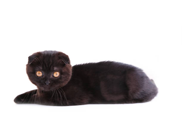 istock Black cat british shorthair with yellow eyes on white background 1134180083