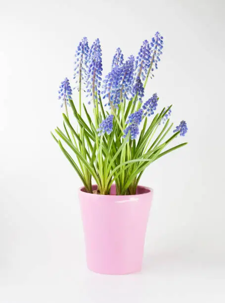 Grape hyacinth or Blue Muscari flower in pot and white background, a genus of perennial bulbous plants most commonly blue,flower resembling bunches of grapes ,blossom in spring season.