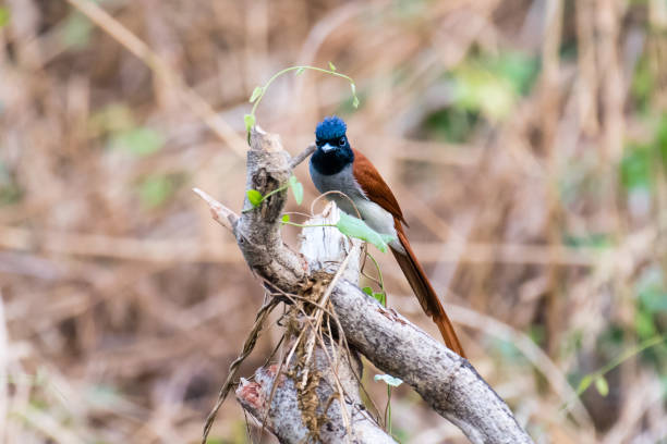 Shot in Vizag,India.