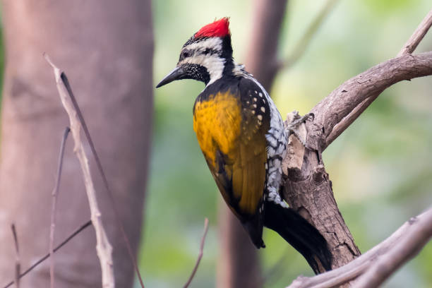 A lesser Golden back Woodpecker dorsal view A perched woodpecker shot in Vizag, India. red routine land insects stock pictures, royalty-free photos & images