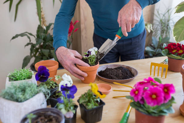 istock Senior man repotting a plant 1134181029