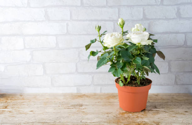 Flower, white rose plant growing in brown plastic pot with flower blooming and green leaves on white background. stock photo