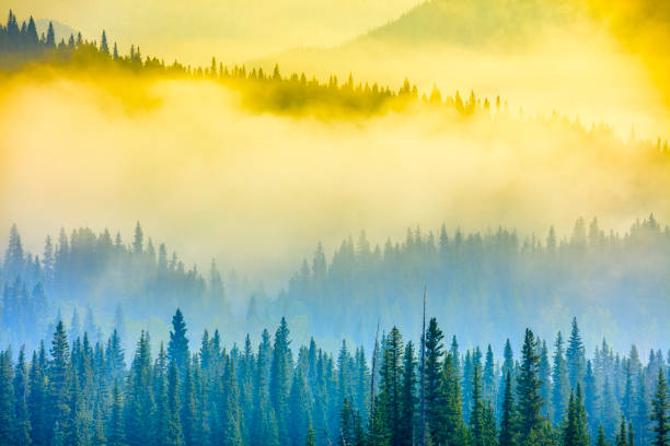 Snow-capped mountain looming above tips of pine trees in Kluane National Park, Haines Junction,, Yukon Territory, Canada