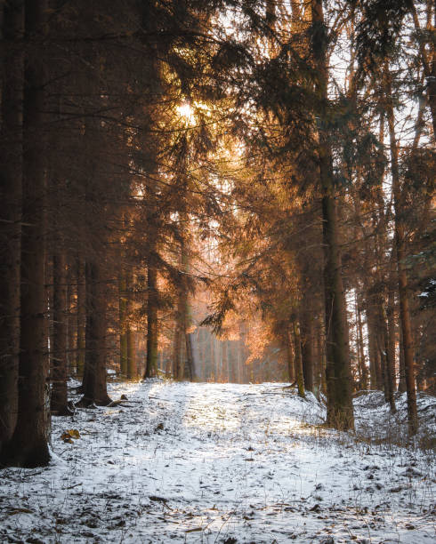 istock Colorful sun in the snow forest 1134181240