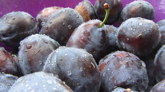 Close up shot of fresh raw wet plums on a pile.