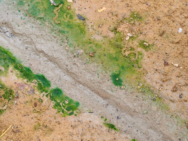istock Dirty Dry Saline Soil Grunge Surface with a leaf. Abstract Backgroud Concept. 1134181382