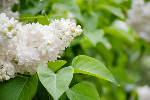 Beautiful blossoming common  bush white of Syringa vulgaris lilacs and green leaves, a small tree in garden and flower booming in the end of springtime. Lilacs are often considered to symbolize love