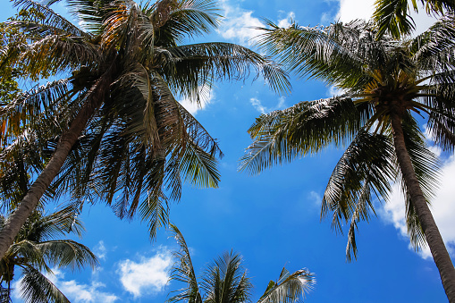 Palm trees over blue sky with white clouds from low angles - summer season and tropical vacation concept.