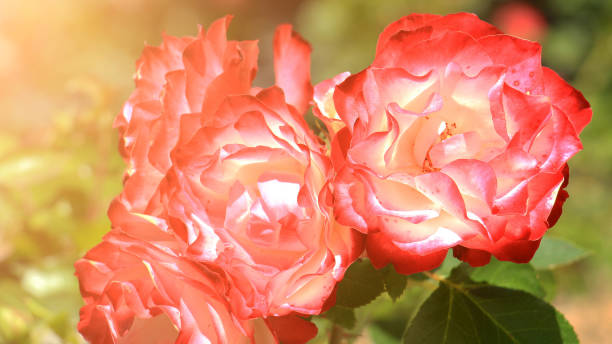 istock Red White Roses in Garden 1134182347