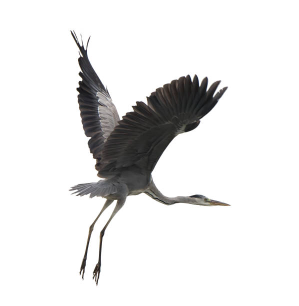 istock Portrait of natural grey heron in flight 1134182436