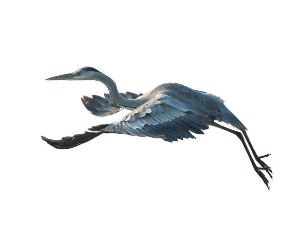 istock Portrait of natural grey heron in flight 1134182462