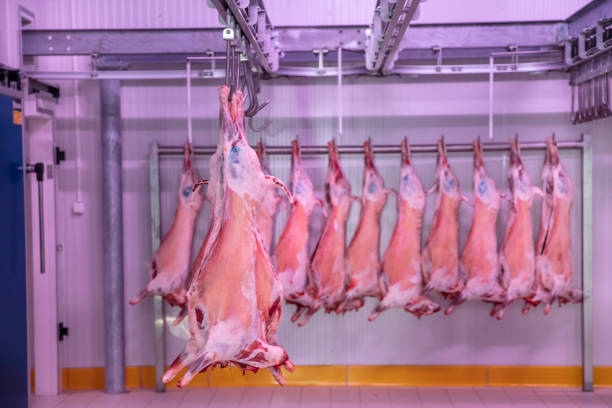 kühllager, hängende haken von gefrorenen lammschlachtkörpern. halal geschnitten. - dead animal butcher meat sheep stock-fotos und bilder