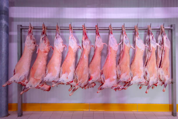 kühlerregallager, hängende haken aus gefrorenen lammkadavern. halal geschnitten. - dead animal butcher meat sheep stock-fotos und bilder