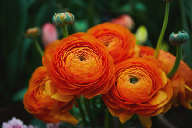 Orange ranunculus flowers In a bouquet, close up buttercup family stock pictures, royalty-free photos & images