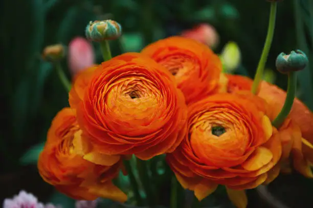 Photo of Orange ranunculus flowers