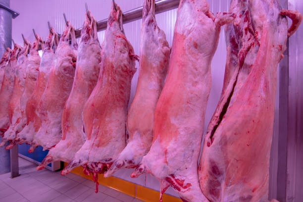 kühllager, hängende haken von gefrorenen lammschlachtkörpern. halal geschnitten. - dead animal butcher meat sheep stock-fotos und bilder