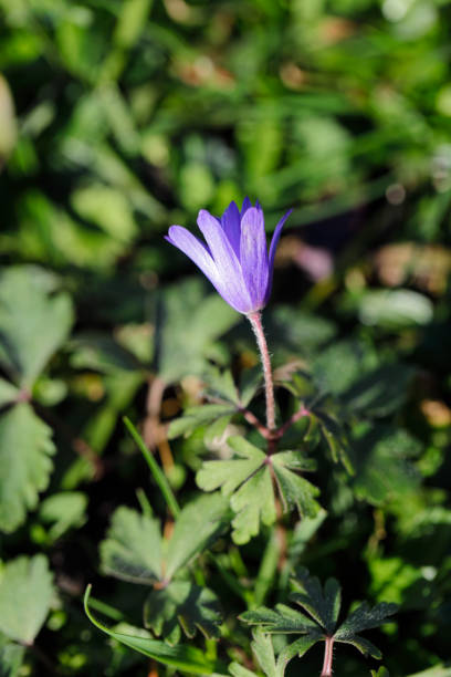 The low winter sun puts the anemone in the right light
