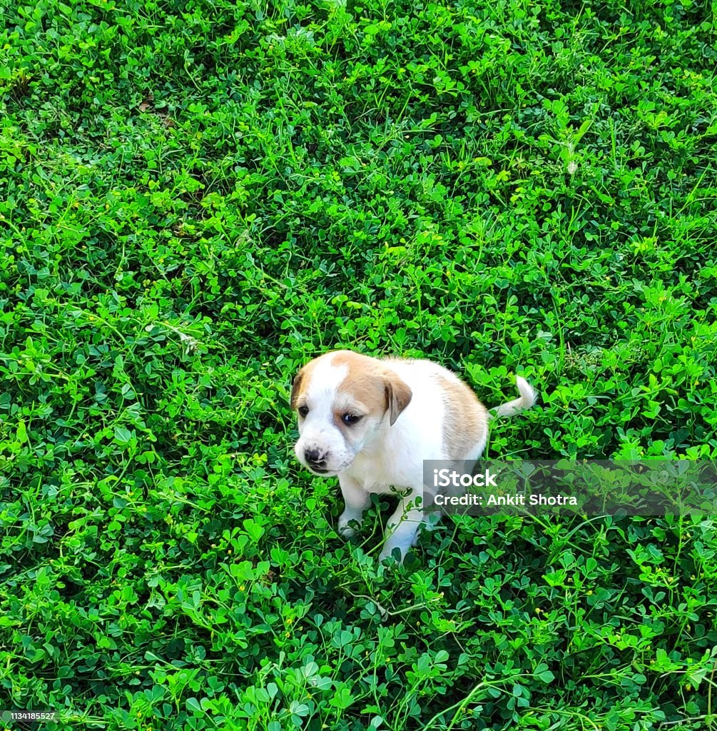 PUPPY FEELING AFRAID A SMALL PUPPY SITTING ON GRASS AND FEELING AFRAID Puppy Stock Photo