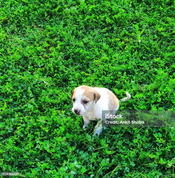 Puppy Feeling Afraid Stock Photo - Download Image Now - Puppy, White Background, Animal