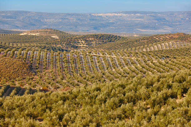 istock Olive tree fields in Andalusia. Spanish agricultural landscape. Jaen 1134185590