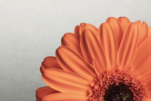 Gerber flower macro, orange daisy blooming, isolated on gray background