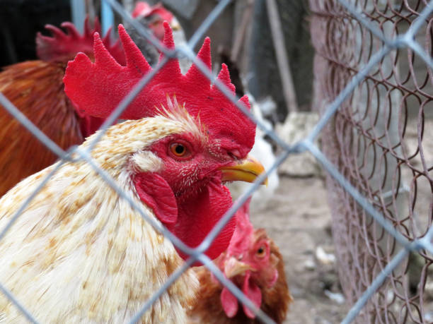 istock White rooster behind wire mesh in the chicken coop 1134186590