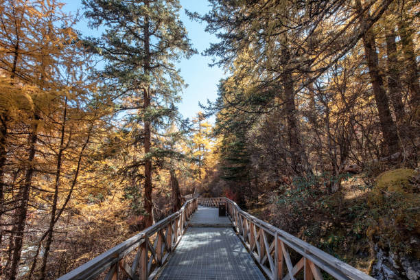 istock Golden pine forest with trail in valley 1134187424